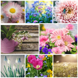 Sockenclub Frühlingsblumen